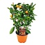 Agrumi Calamondin su rastrelliera - Mini mandarino - Vaso 14cm - Altezza 25-40cm
