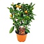 Citrus Calamondin auf Gestell - Mini Mandarine - Topf 14cm - Höhe 25-40cm