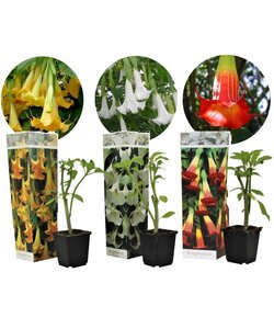 Brugmansia - Mix 3 - Kwiaty ogrodowe w kształcie trąbek - ⌀9cm - W25-40cm