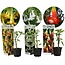 Brugmansia - Mix van 3 - Met trompetvormige bloemen - Pot 9cm - Hoogte 25-40cm