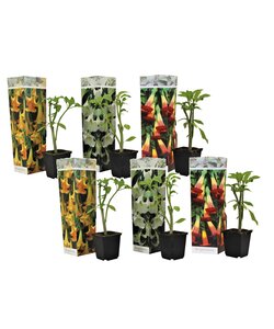 Brugmansia - Mix of 6 - Trumpet-shaped garden flowers - ø9cm - Height 25-40cm