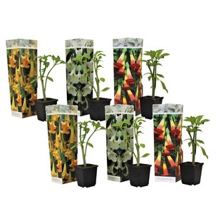 Brugmansia - Mix of 6 - Trumpet-shaped garden flowers - ø9cm - Height 25-40cm