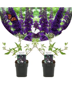 Buddleja davidii 'Black Knight' - 2er Set - Sommerflieder - ⌀17cm - Höhe 30-40cm