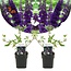 Buddleja davidii Black Knight - Butterfly bush - Set x2 - ⌀17cm - Height 30-40cm