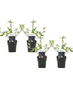 Buddleja davidii 'Black Knight' - Set van 4 - Pot 17cm - Hoogte 30-40cm