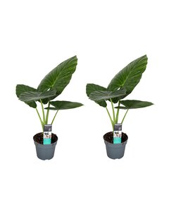 Alocasia Odora - Set van 2 - 'Olifantsoor' - Pot 17cm - Hoogte 55-75cm