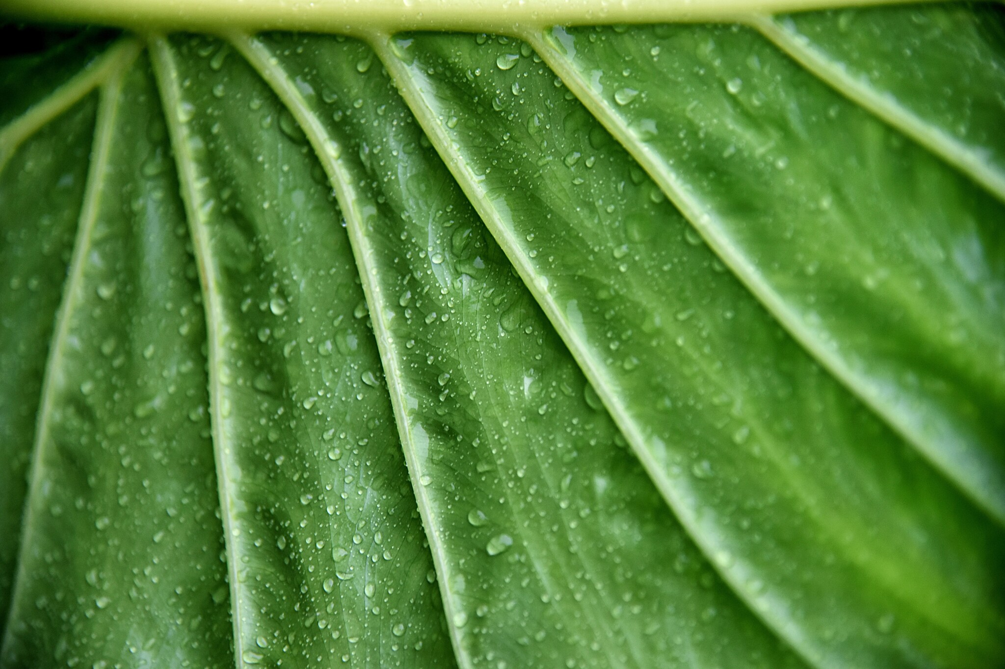 Alocasia 'Odora' Elephant Ear plant- set of 2- Pot 17 cm - Height 55 cm -  FloraStore