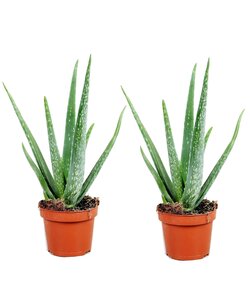 Aloe Vera – 2er-Set – Sukkulente – Topf 10,5 cm – Höhe 25–40 cm