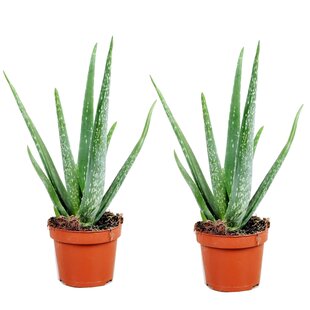 Aloe Vera – 2er-Set – Sukkulente – Topf 10,5 cm – Höhe 25–40 cm