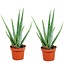 Aloe Vera - Juego de 2 - Planta de interior - Suculenta - ⌀10cm - Altura 25-40cm