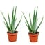 Aloe Vera - Set of 2 - Succulent - ø10,5cm - Height 25-40 cm