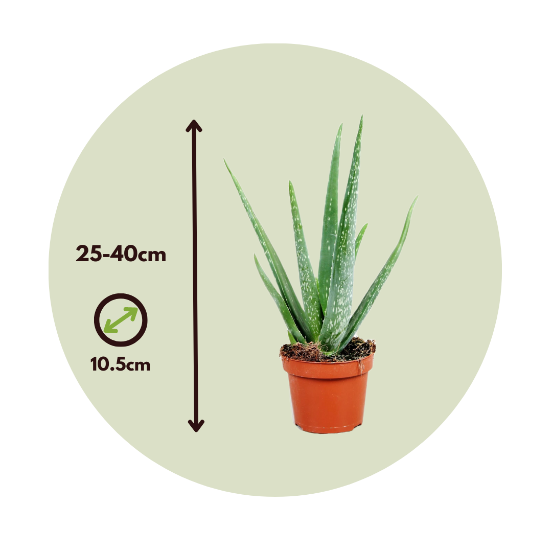 Aloe Vera - Set di 2 - Pianta d'appartamento - Succulenta - ⌀10cm - Alt.  20-30cm - FloraStore