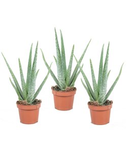 Aloe Vera - Juego de 3 - Planta de interior - Suculenta - ⌀10cm - Altura 25-40cm