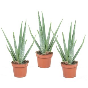 Aloe Vera – 3er-Set – Sukkulente – Topf 10,5 cm – Höhe 25–40 cm