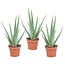 Aloe Vera - Set di 3 - Pianta d'appartamento - Succulenta - ⌀10cm - Alt. 25-40cm