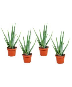 Aloe Vera - Set de 4 - Succulentes - ⌀10,5cm - Hauteur 25-40cm