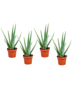 Aloe Vera - Set di 4 - Pianta della casa Succulente - ⌀10,5cm - Altezza 25-40cm