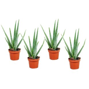 Aloë Vera - Set van 4 - Succulent - Pot 10,5cm - Hoogte 25-40cm