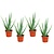 Aloe Vera - Juego de 4 - Planta de interior - Suculenta - ⌀10cm - Altura 25-40cm