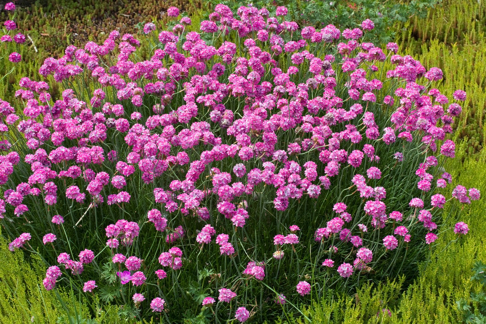 6 pz rosa di gerico cipolle vere - Piante in vaso resistenti, piante da  balcone, Tuberi di Selaginella tamariscina, Regali moderni per soggiorno  deco per gli amanti del giardino giardinaggio : 