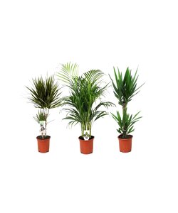 Stueplanter - Blanding af 3 - Palme - ø17cm - Højde 70-90cm