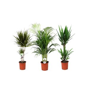 Indoor Palms XL - Mix of 3 - ø17cm - Height 70 cm