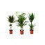 Stueplanter - Blanding af 3 - Palme - ø17cm - Højde 70-90cm