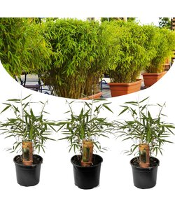 Bamboo green 'Fargesia Rufa' - Set of 3- Pot 13cm - Height 25-40 cm