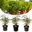 Bamboo green 'Fargesia Rufa' - Set of 3- Pot 13cm - Height 25-40 cm