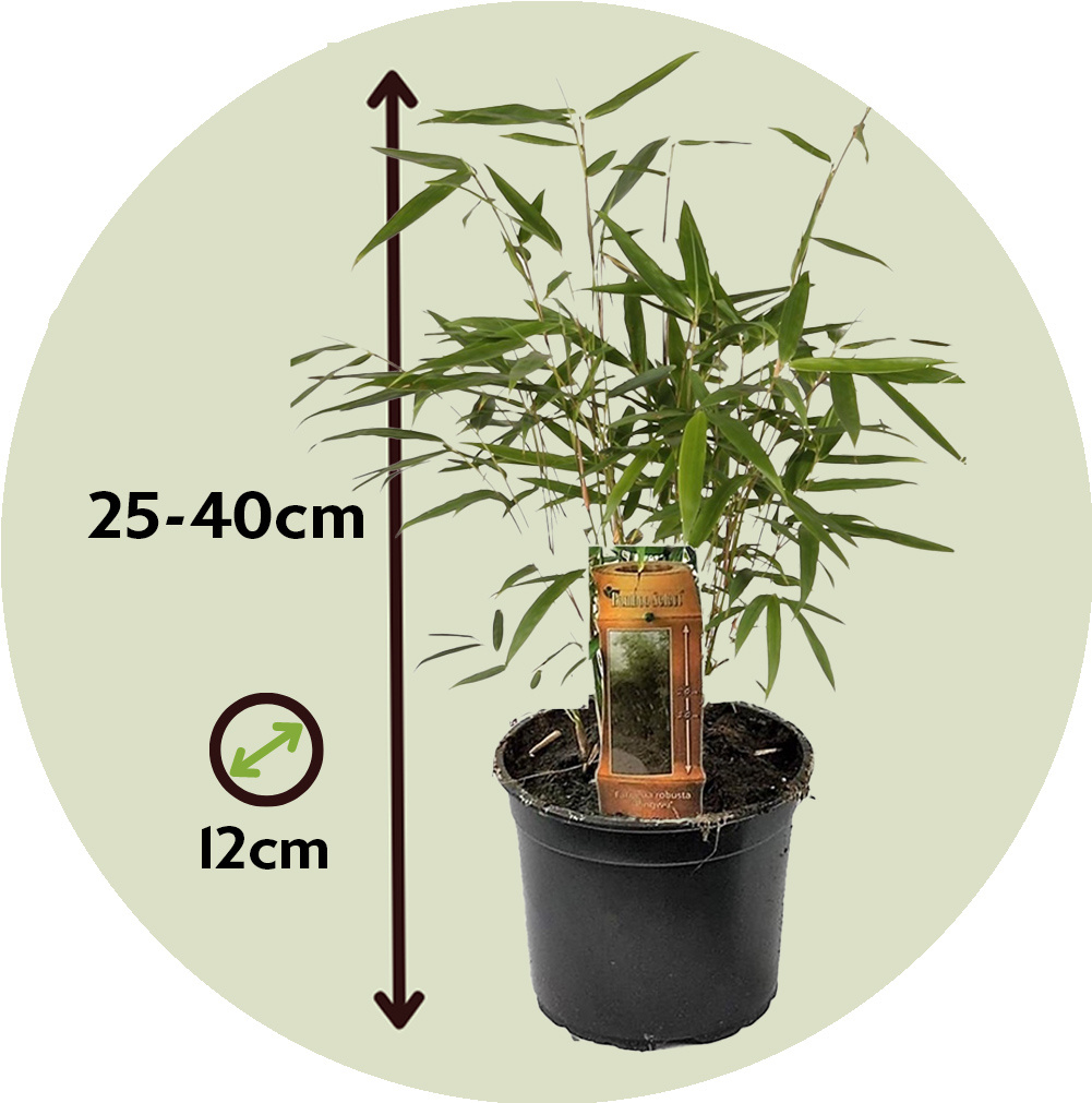 Fargesia Rufa Bamboo - Set di 3 - Non strisciante - ⌀ 13cm - Altezza  25-40cm - FloraStore