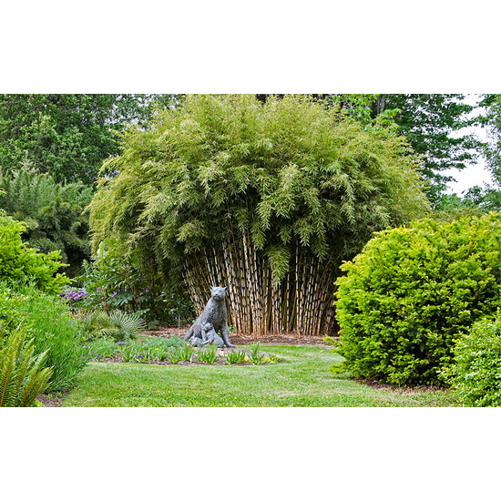 Plant in a Box - Set de 3 Fargesia Rufa - Bambou non traçant - Arbuste  exterieur jardin persistant - Pot 13cm - Hauteur 25-40cm : : Jardin