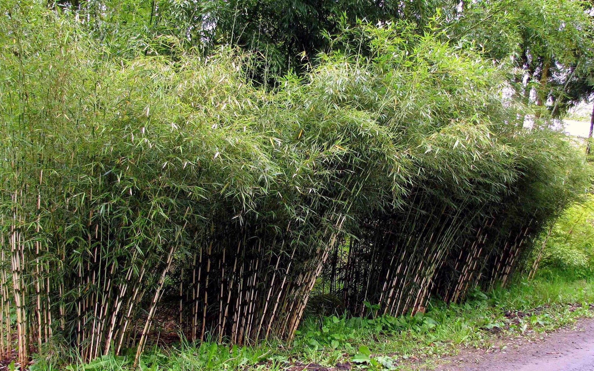 Fargesia Rufa Bamboo - Set di 3 - Non strisciante - ⌀ 13cm - Altezza  25-40cm - FloraStore