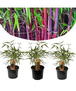 Bamboo Red 'Fargesia Asian Wonder' - Set of 3 - ø13cm - Height 25-40cm