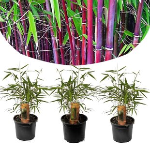 Bamboo Red 'Fargesia Asian Wonder' - Set of 3 - ø13cm - Height 25-40cm