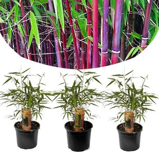 Bamboo Red 'Fargesia Asian Wonder' - Set of 3 - Pot 13 cm - Height 25 cm