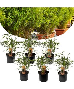 Fargesia Rufa - Set of 6 - Non-invasive Bamboo - ø13cm - Height 25-40cm