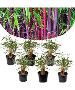 Bamboo Red 'Fargesia Asian Wonder' - Set of 6- Pot 13cm - Height 25-40cm