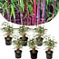 Bamboo Red 'Fargesia Asian Wonder' - Set of 6- Pot 13cm - Height 25-40cm