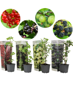 Berry Mix - Mélange de 4 - Plantes de jardin - Pot 9cm - Hauteur 25-40cm