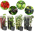 Berry Mix - Mélange de 4 - Plantes de jardin - Pot 9cm - Hauteur 25-40cm