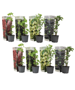 Bessenmix - Mix van 8 - Bessenplanten - Tuinplanten - Pot 9cm - Hoogte 25-40cm