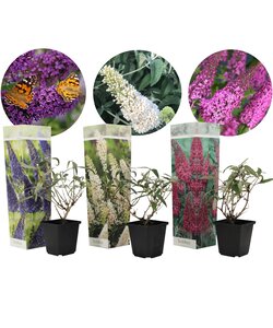 Vlinderstruiken - Mix van 3 - Buddleja - Tuinplanten - Pot 9cm - Hoogte 25-40cm