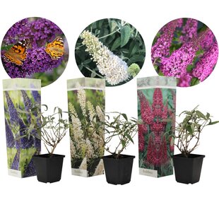 Buddleja - Mix of 3 - Butterfly bushes - Garden plants - ø9cm -Height 25-40cm