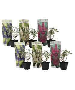 Vlinderstruiken - Mix van 6 - Buddleja - Tuinplanten - Pot 9cm - Hoogte 25-40cm