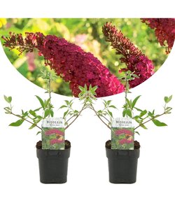 Buddleja davidii Royal Red - Set van 2 - Vlinderstruik - ⌀17cm - Hoogte 30-40cm