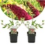 Buddleja davidii 'Royal Red' - x2 - arbusto mariposa ⌀ 17 cm- Altura 30-40cm