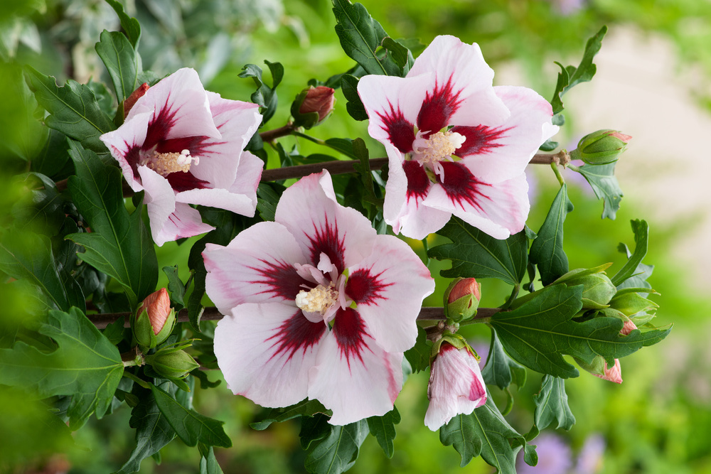 Hibiscus syriacus sale