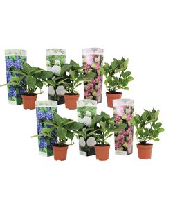Hydrangea macrophylla - Mix van 6 - Hortensia - Pot 10,5cm - Hoogte 25-40cm