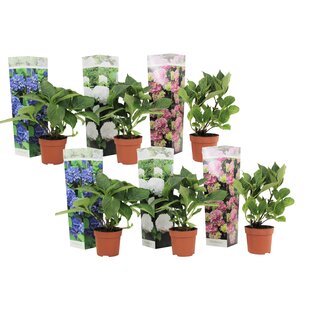 Hydrangea hortensie macrophylla - 6er Mix - Blau Rosa Weiß - ⌀10,5cm - H25-40cm