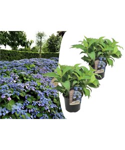 Hydrangea hortensie serrata 'Sommerglanz' - 2er Set - ⌀19cm - Höhe 25-40cm
